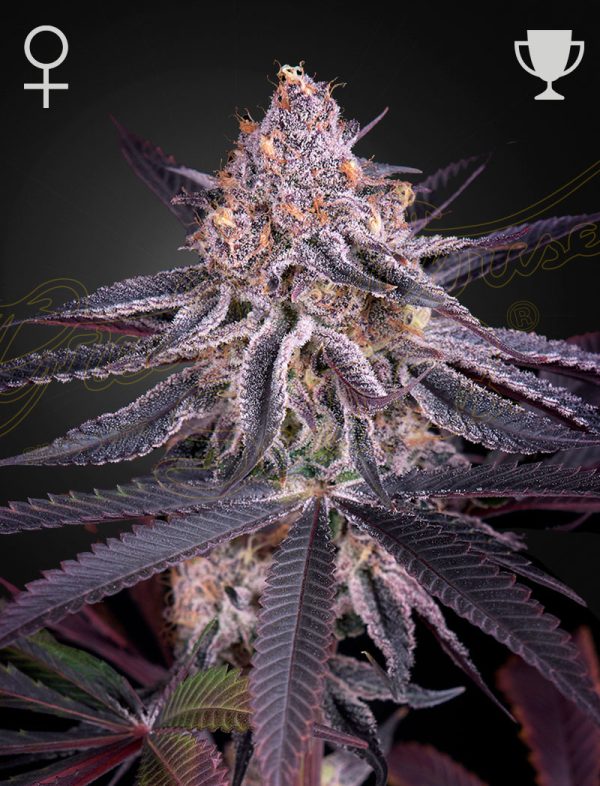 King´s Juice - Green House Seeds