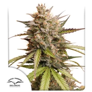 Auto Melonade Runtz - Dutch Passion