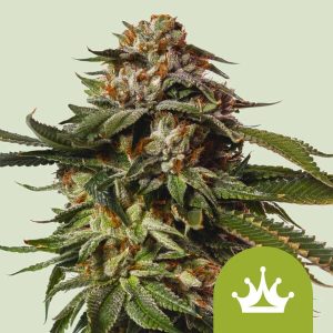Special Queen #1 Auto 10 Fem - RQS