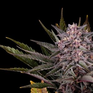 Pink Gelato - Kannabia