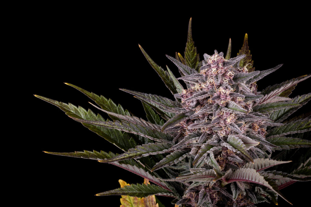 Pink Gelato - Kannabia