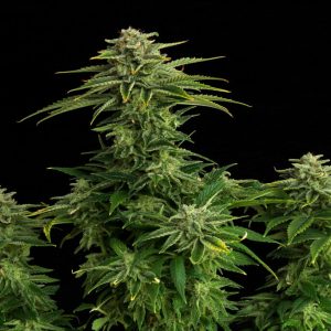 Zkittlez - Kannabia