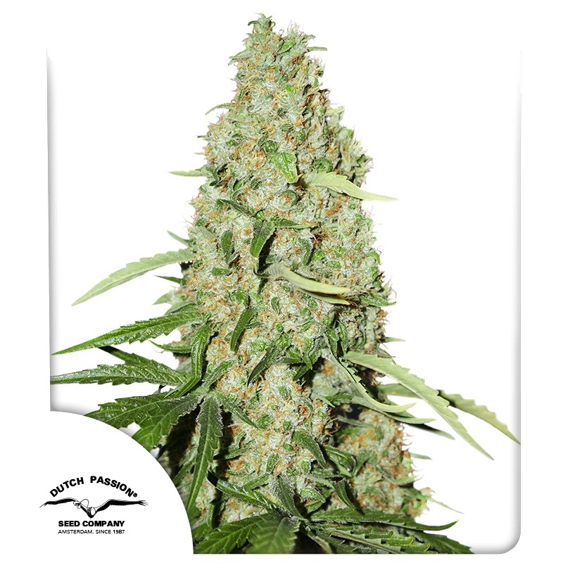 Think Fast 3 Fem - Dutch Passion