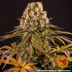 Strawberry Lemonade - Barney’s Farm